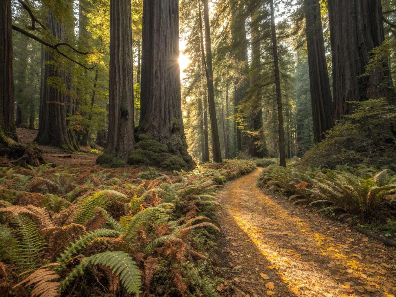 Sunlight filtering through old-growth redwood trunks in Muir Woods