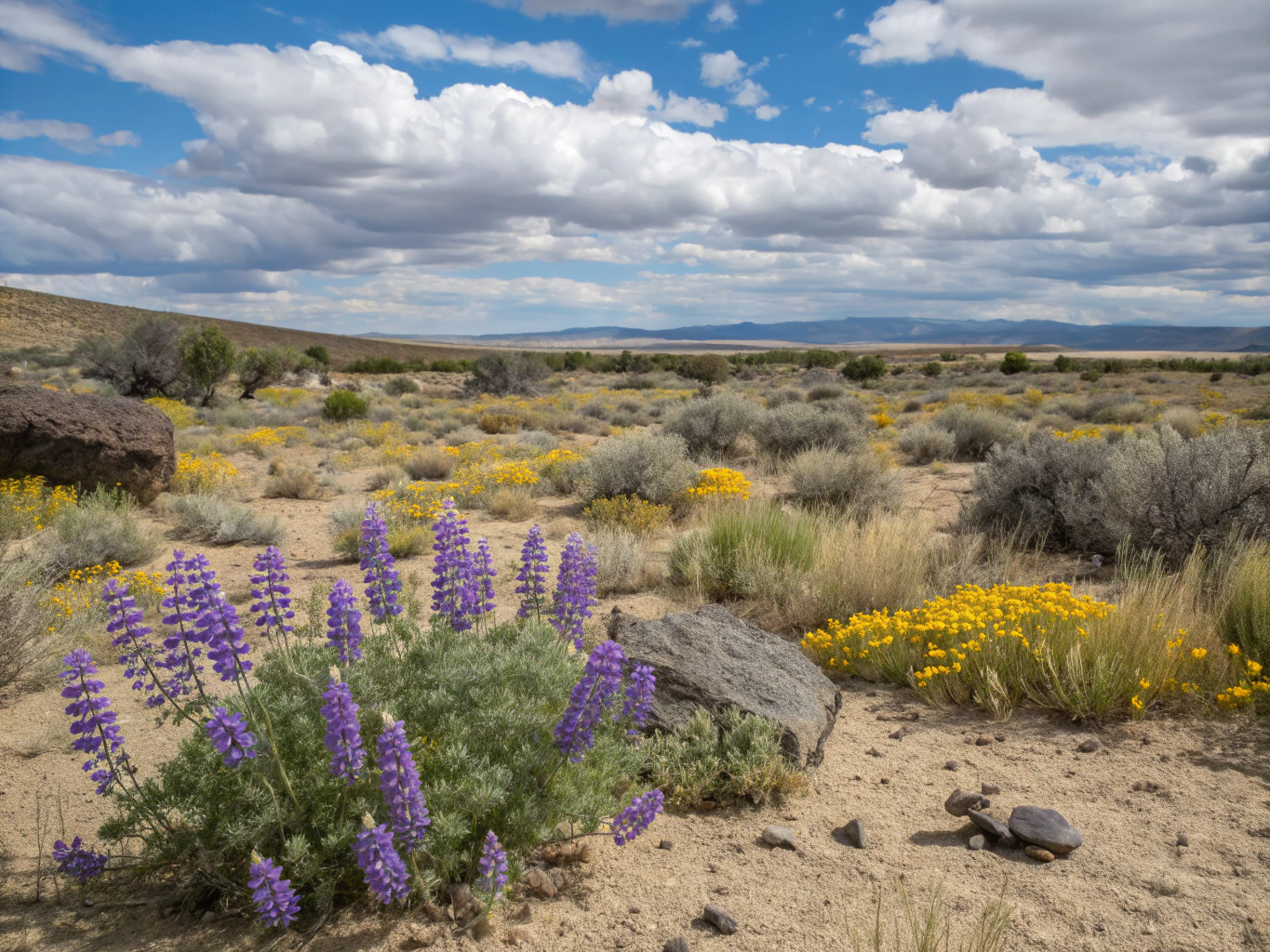 Vibrant yellow and purple spring wildflowers carpeting the desert floor in Anza-Borrego Desert State Park