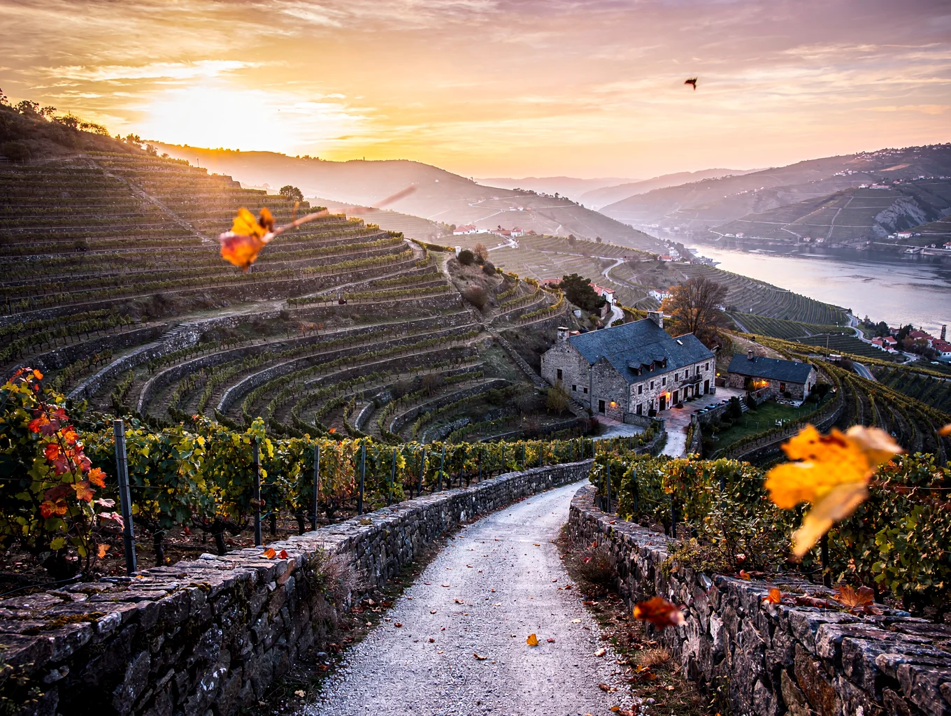 Steep terraced vineyards descending to the Douro river in Portugal