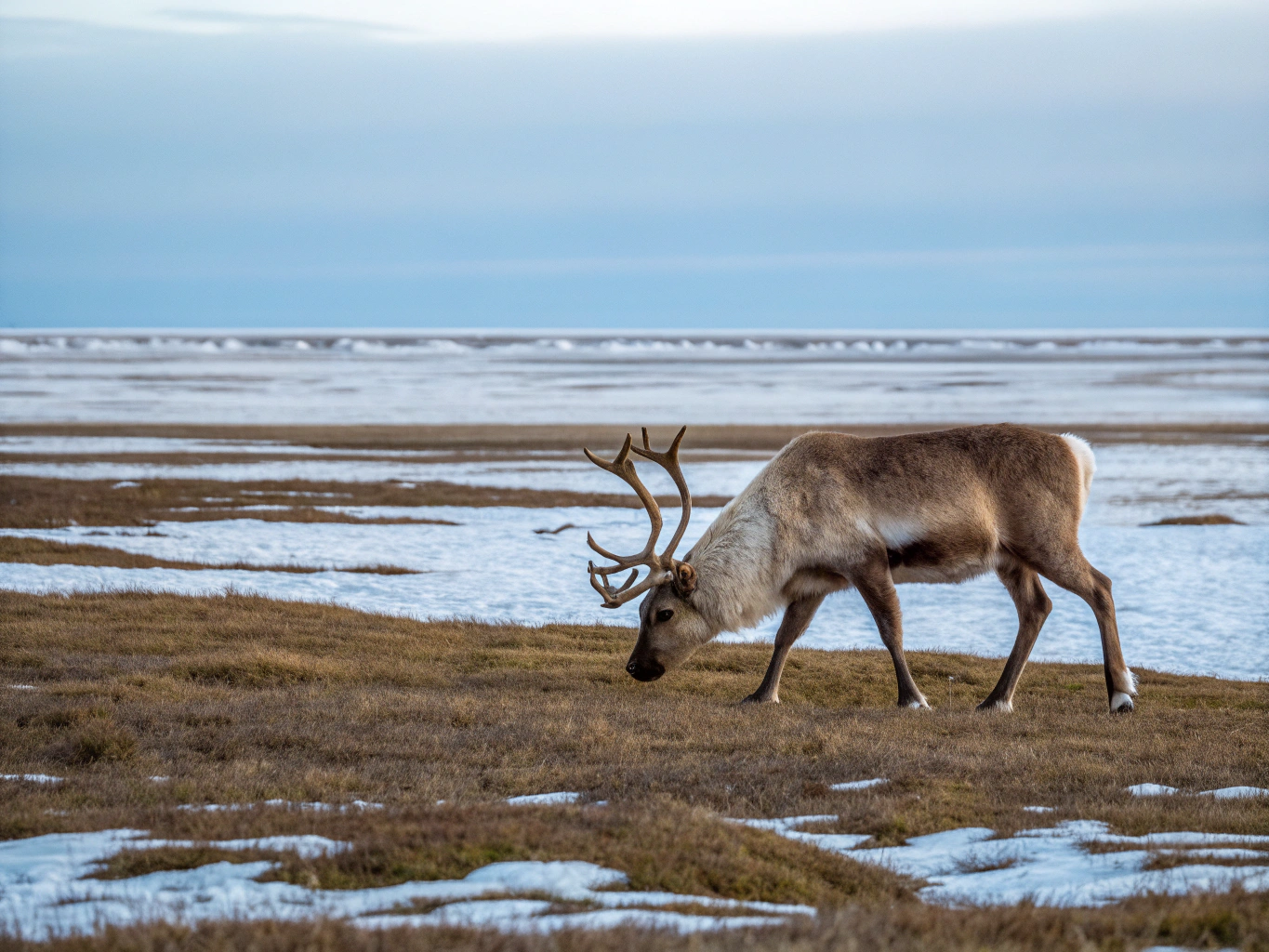 Reindeer grazing across expansive Arctic tundra beneath soft pastel subarctic skies in Lapland