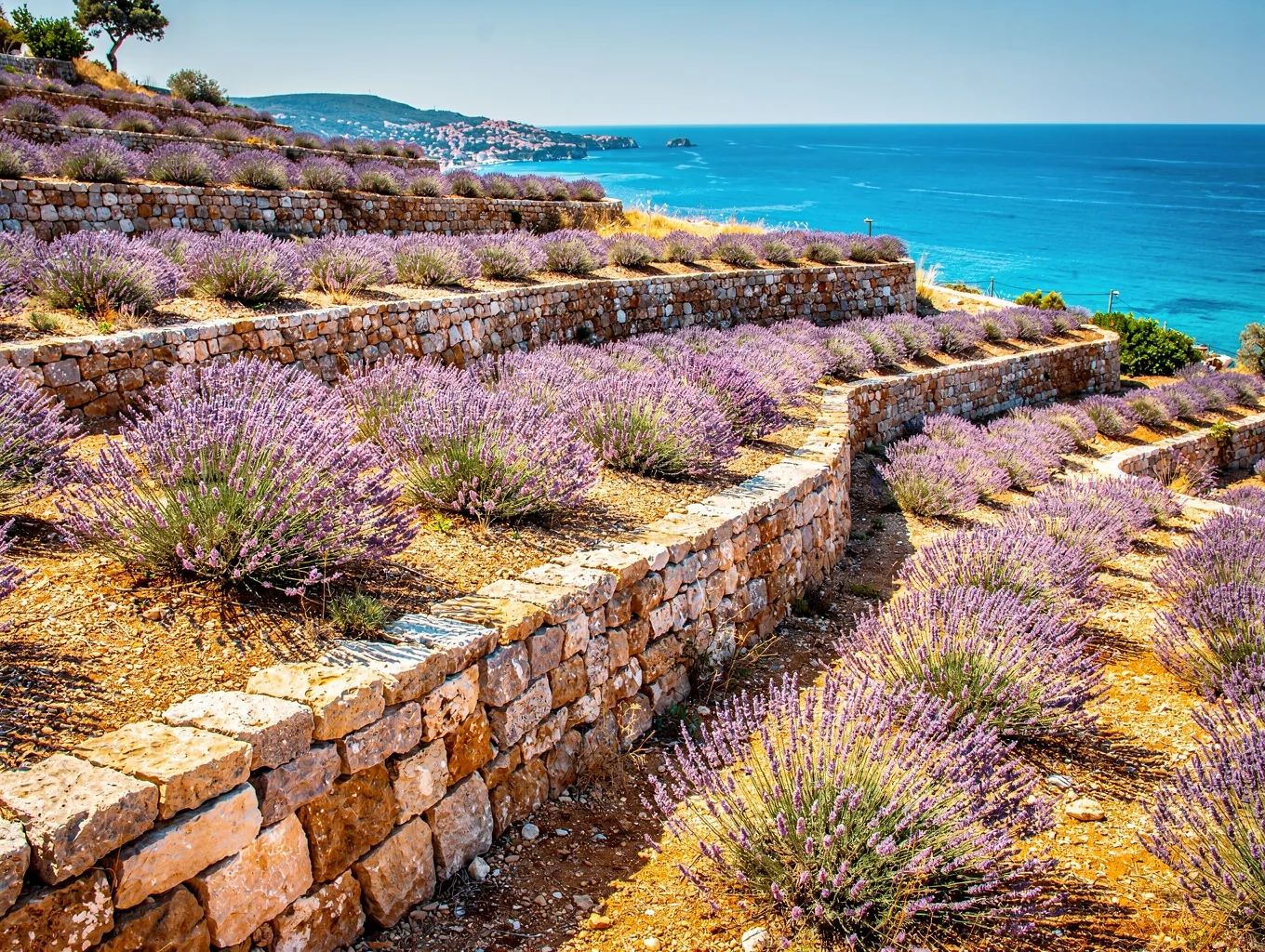 Flowering purple lavender field on an island ridge above the sea