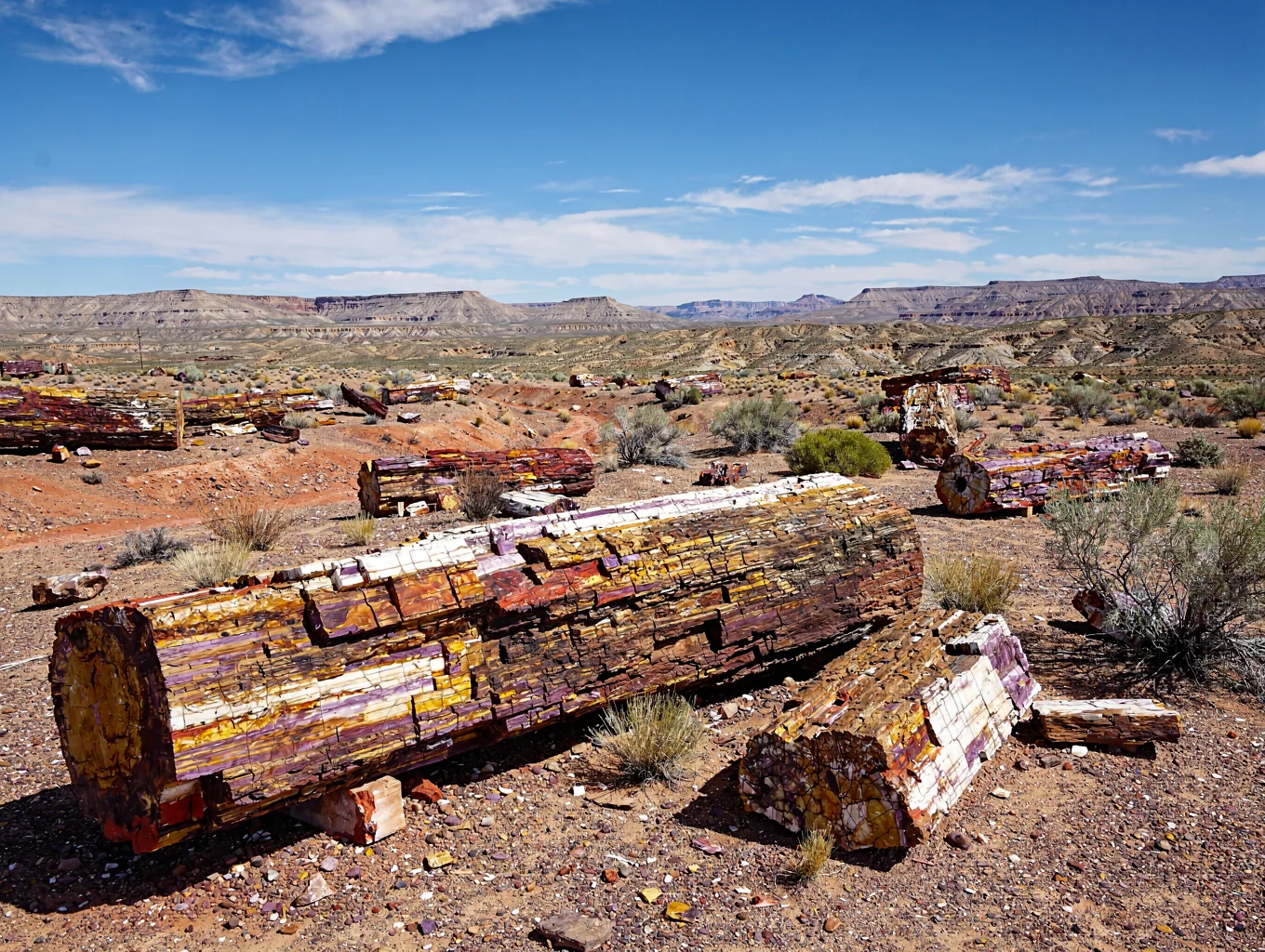 Detailed view of colorful fossilized tree trunks in Petrified Forest
